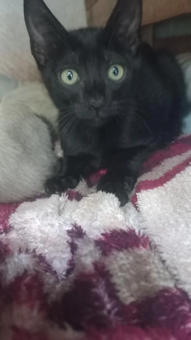 Gato raça SRD-ViraLata idade 2 a 6 meses nome Black