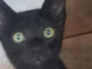 Gato raça SRD-ViraLata idade 2 a 6 meses nome Black