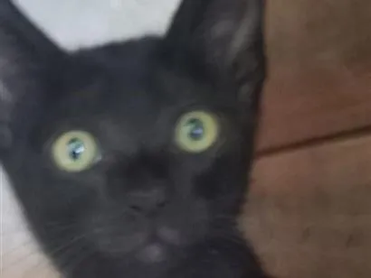 Gato raça SRD-ViraLata idade 2 a 6 meses nome Black