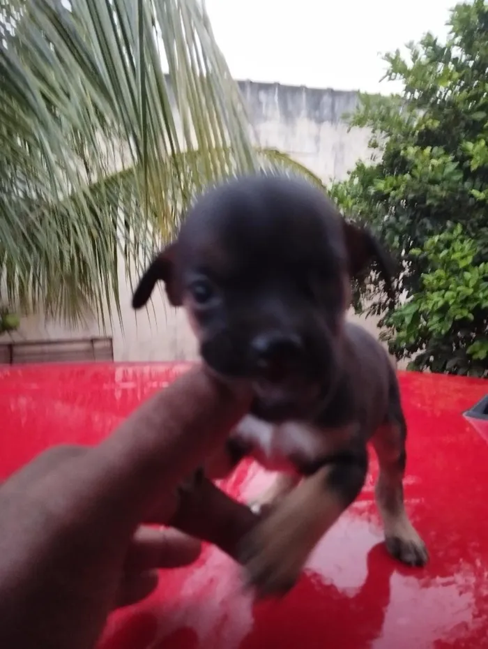 Cachorro raça SRD-ViraLata idade Abaixo de 2 meses nome sem nome ( adote o nome vc escolhe)