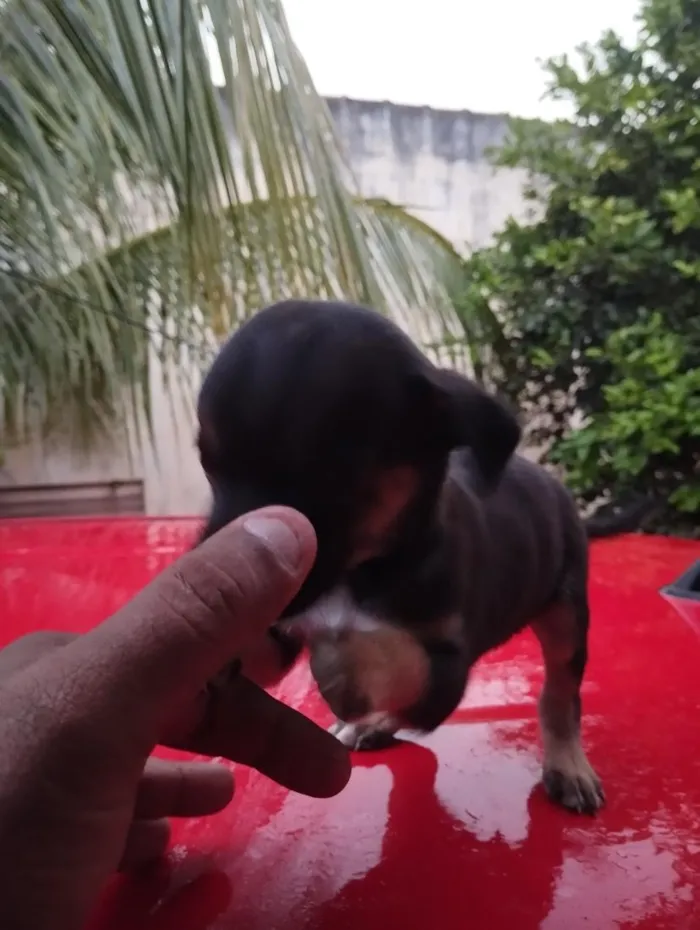 Cachorro raça SRD-ViraLata idade Abaixo de 2 meses nome sem nome ( adote o nome vc escolhe)