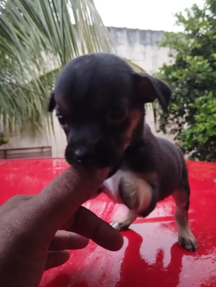 Cachorro raça SRD-ViraLata idade Abaixo de 2 meses nome sem nome ( adote o nome vc escolhe)