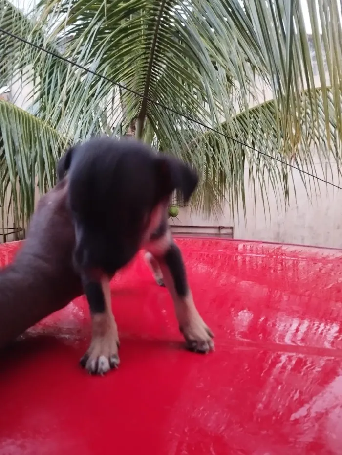 Cachorro raça SRD-ViraLata idade Abaixo de 2 meses nome sem nome ( adote o nome vc escolhe)