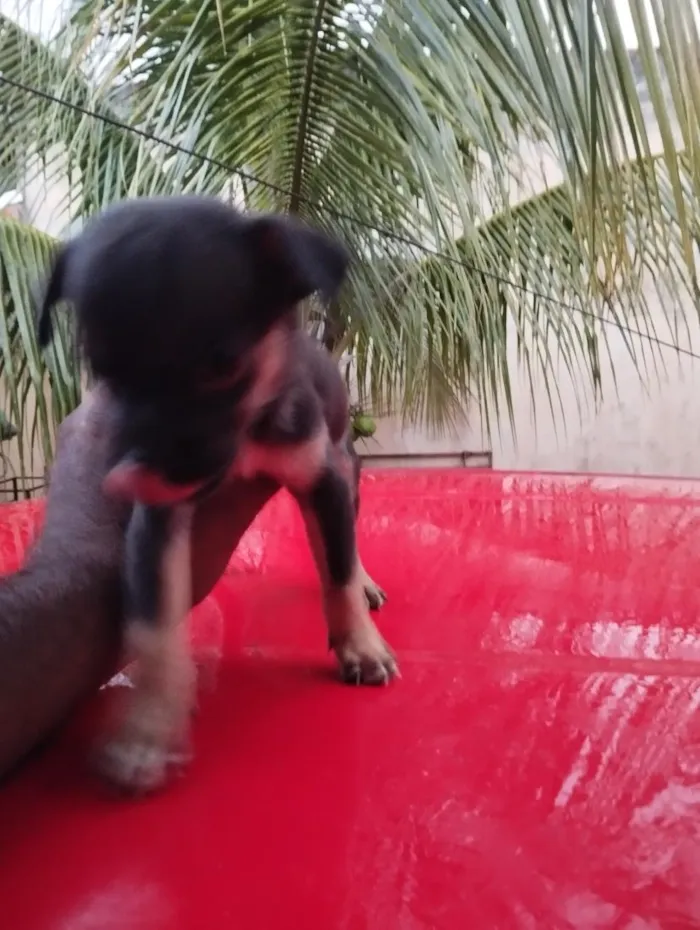 Cachorro raça SRD-ViraLata idade Abaixo de 2 meses nome sem nome ( adote o nome vc escolhe)