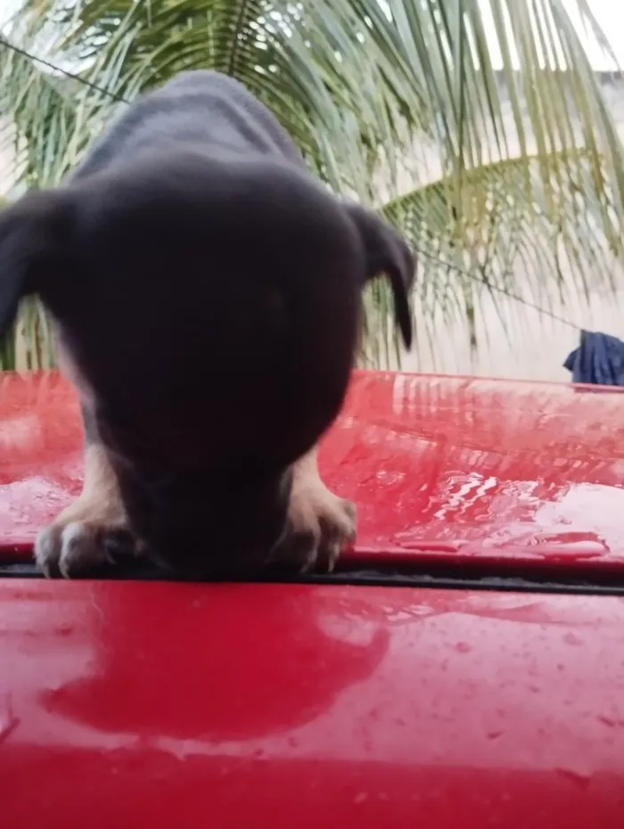 Cachorro raça SRD-ViraLata idade Abaixo de 2 meses nome sem nome ( adote o nome vc escolhe)