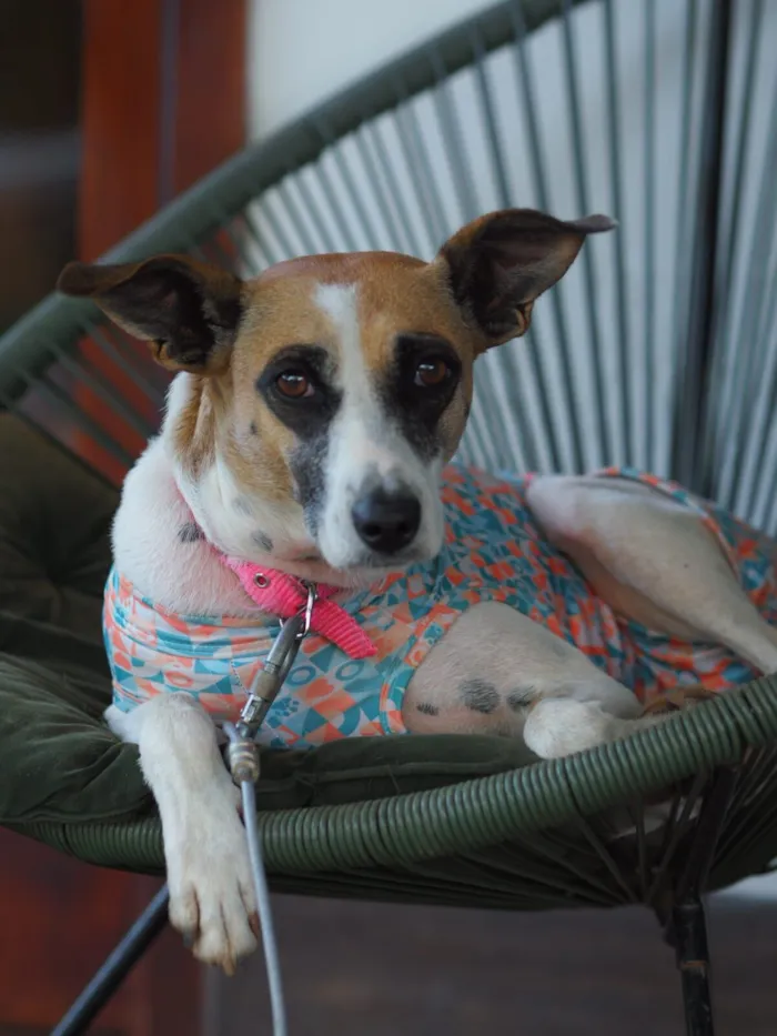 Cachorro raça SRD-ViraLata idade 2 a 6 meses nome Una