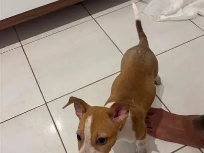 Cachorro raça SRD-ViraLata idade 2 a 6 meses nome Kyara