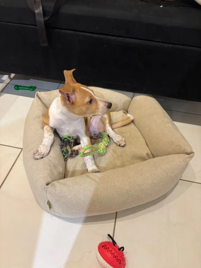 Cachorro raça SRD-ViraLata idade 2 a 6 meses nome Kyara