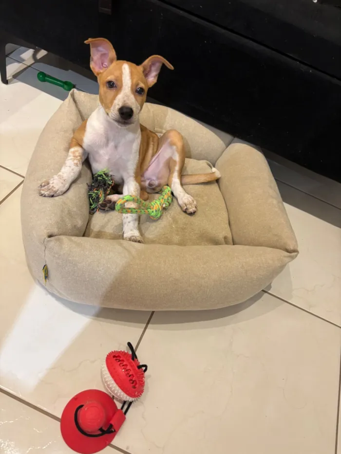 Cachorro raça SRD-ViraLata idade 2 a 6 meses nome Kyara