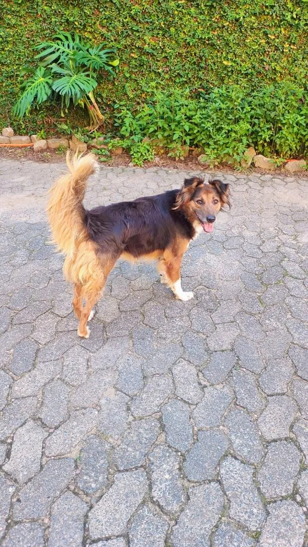 Cachorro raça SRD-ViraLata idade 2 anos nome Lady