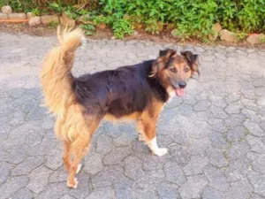 Cachorro raça SRD-ViraLata idade 2 anos nome Lady