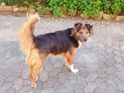 Cachorro raça SRD-ViraLata idade 2 anos nome Lady