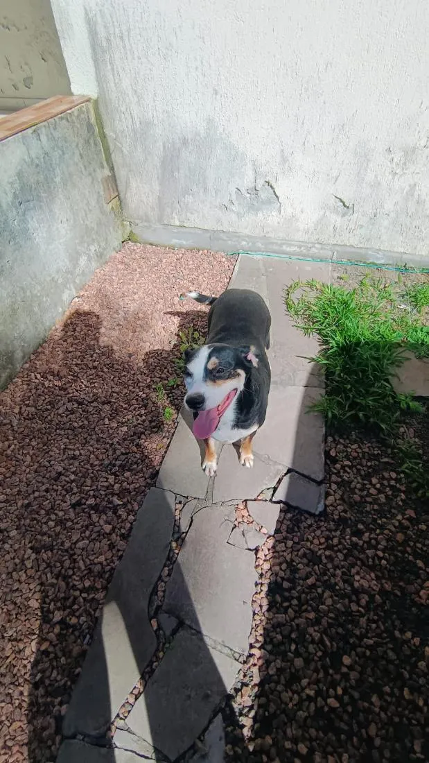 Cachorro raça SRD-ViraLata idade 2 anos nome Flor