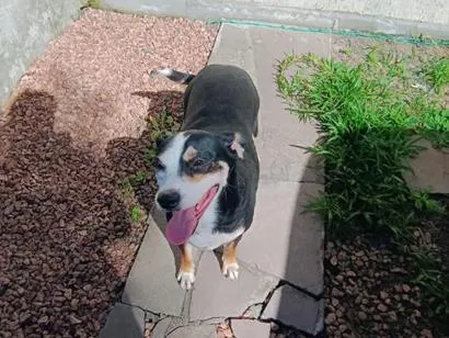 Cachorro raça SRD-ViraLata idade 2 anos nome Flor