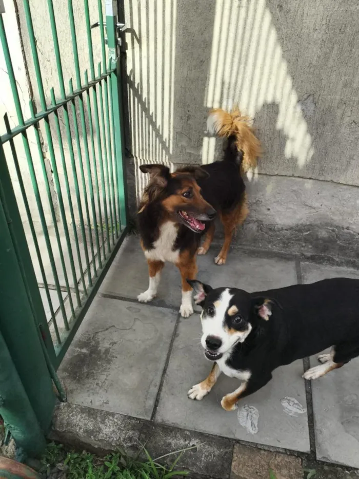 Cachorro raça SRD-ViraLata idade 2 anos nome Lady e Flor