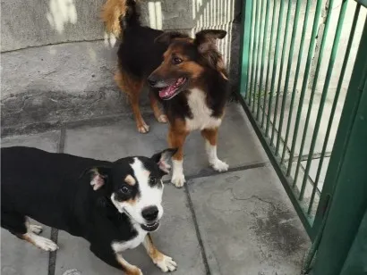 Cachorro raça SRD-ViraLata idade 2 anos nome Lady e Flor