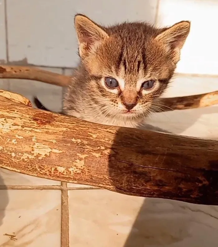 Gato raça SRD-ViraLata idade Abaixo de 2 meses nome bebês gatos e gatas