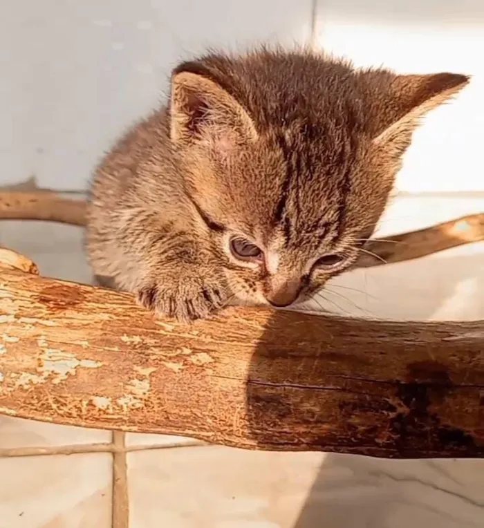 Gato raça SRD-ViraLata idade Abaixo de 2 meses nome bebês gatos e gatas