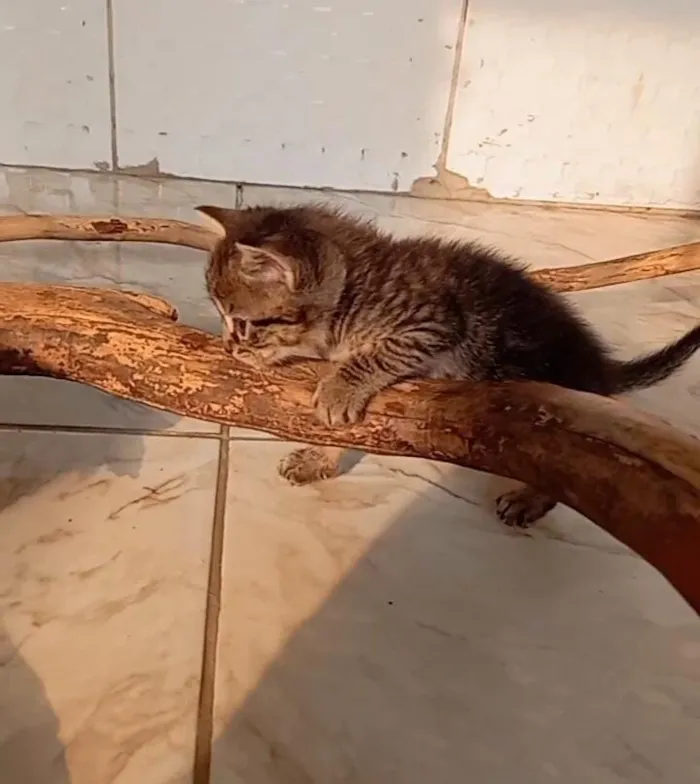 Gato raça SRD-ViraLata idade Abaixo de 2 meses nome bebês gatos e gatas