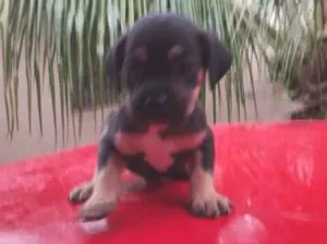 Cachorro raça SRD-ViraLata idade Abaixo de 2 meses nome sem nome