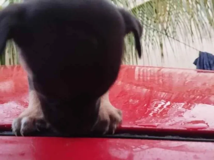 Cachorro raça SRD-ViraLata idade Abaixo de 2 meses nome sem nome ( adote o nome vc escolhe)