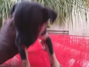 Cachorro raça SRD-ViraLata idade Abaixo de 2 meses nome sem nome ( adote o nome vc escolhe)