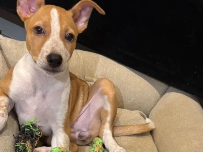 Cachorro raça SRD-ViraLata idade 2 a 6 meses nome Kyara