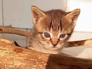 Gato raça SRD-ViraLata idade Abaixo de 2 meses nome bebês gatos e gatas