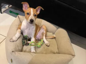 Cachorro raça SRD-ViraLata idade 2 a 6 meses nome Kyara