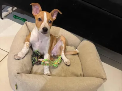 Cachorro raça SRD-ViraLata idade 2 a 6 meses nome Kyara