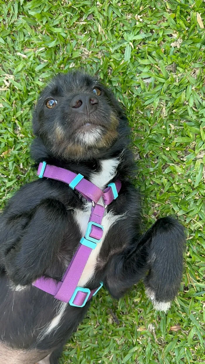 Cachorro raça SRD-ViraLata idade 1 ano nome Bella