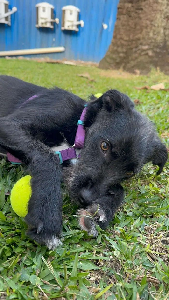Cachorro raça SRD-ViraLata idade 1 ano nome Bella