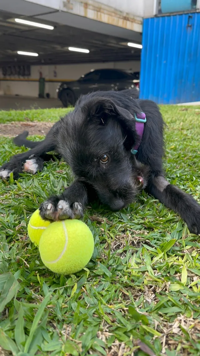 Cachorro raça SRD-ViraLata idade 1 ano nome Bella