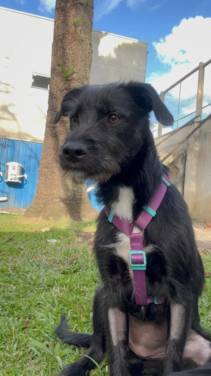 Cachorro raça SRD-ViraLata idade 1 ano nome Bella