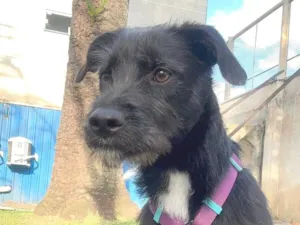 Cachorro raça SRD-ViraLata idade 1 ano nome Bella