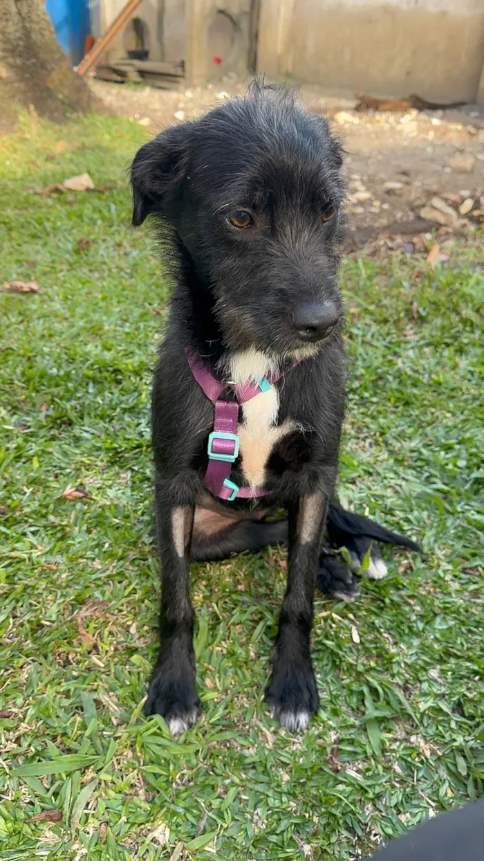 Cachorro raça SRD-ViraLata idade 1 ano nome Bella