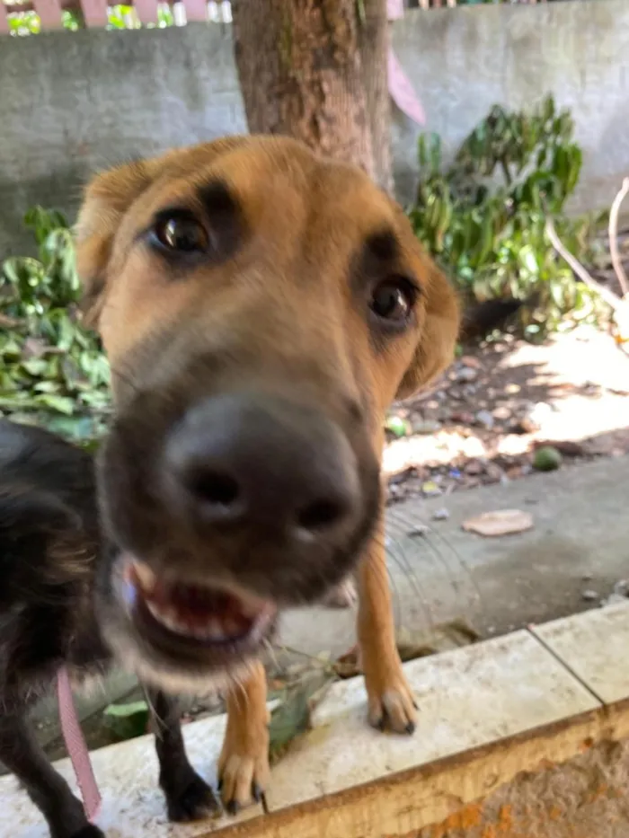 Cachorro raça SRD-ViraLata idade 1 ano nome Uzuy