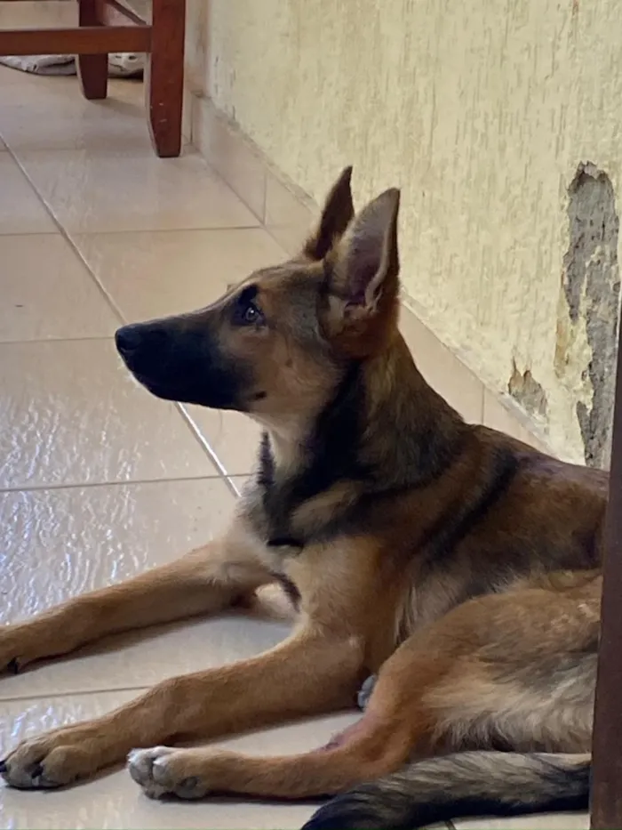 Cachorro raça SRD-ViraLata idade 1 ano nome Uzuy