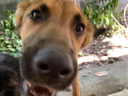 Cachorro raça SRD-ViraLata idade 1 ano nome Uzuy