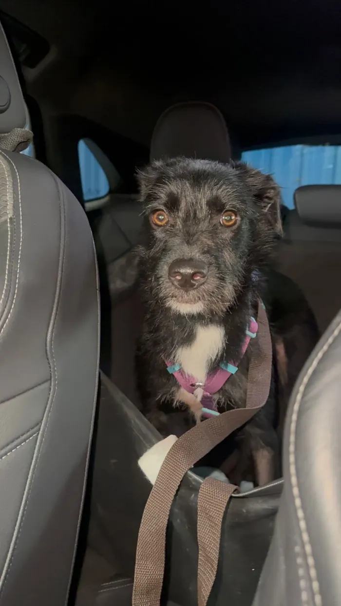 Cachorro raça SRD-ViraLata idade 1 ano nome Bella