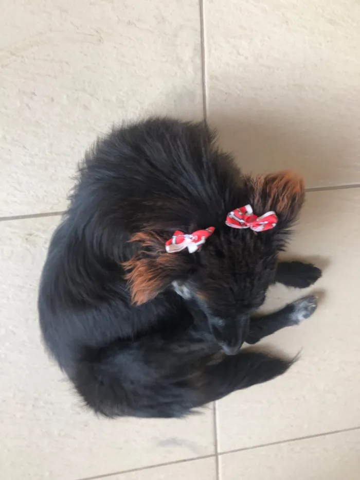 Cachorro raça SRD-ViraLata idade 2 anos nome Athena