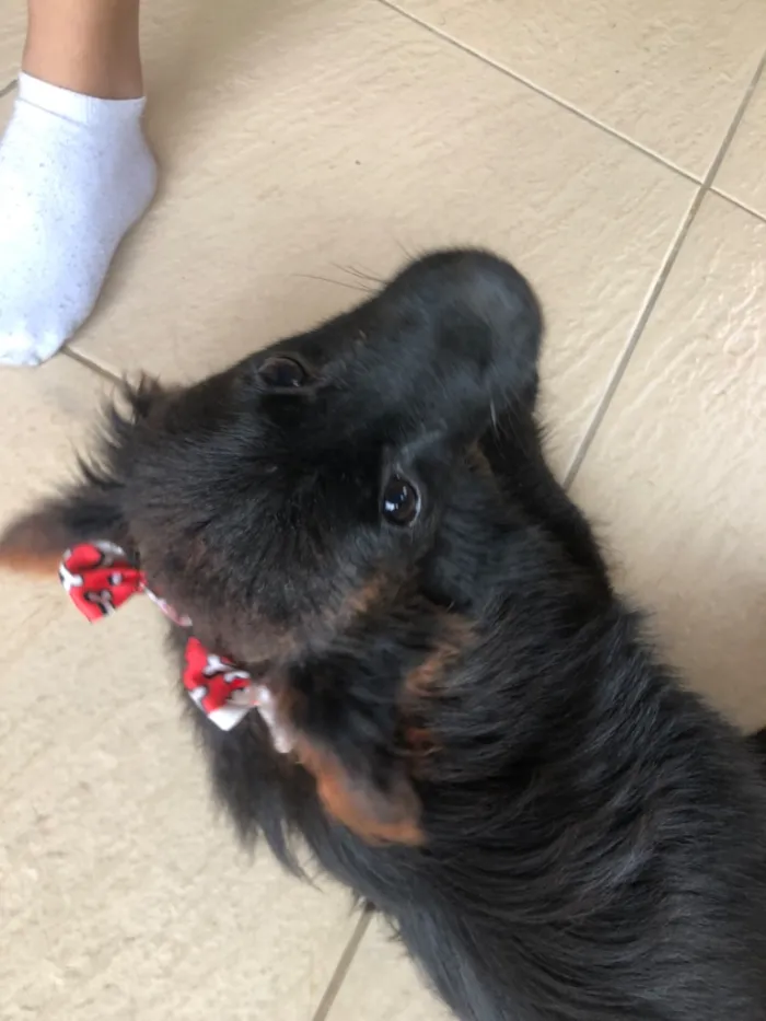 Cachorro raça SRD-ViraLata idade 2 anos nome Athena