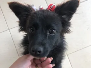 Cachorro raça SRD-ViraLata idade 2 anos nome Athena