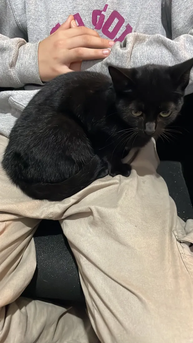 Gato raça SRD-ViraLata idade 2 a 6 meses nome Não tem