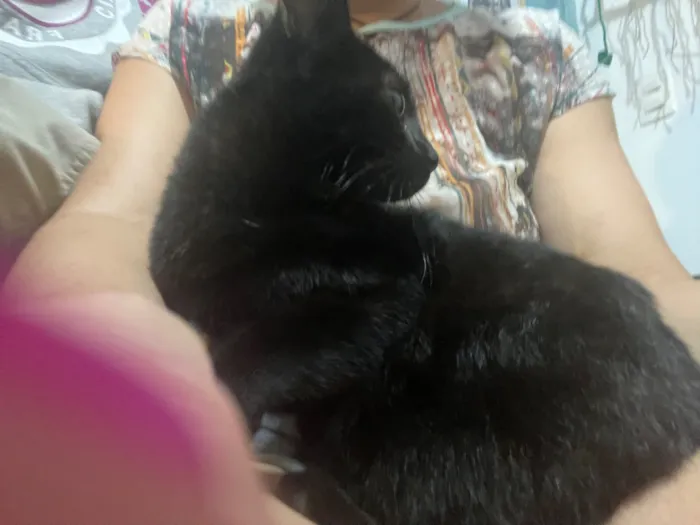 Gato raça SRD-ViraLata idade 2 a 6 meses nome Não tem