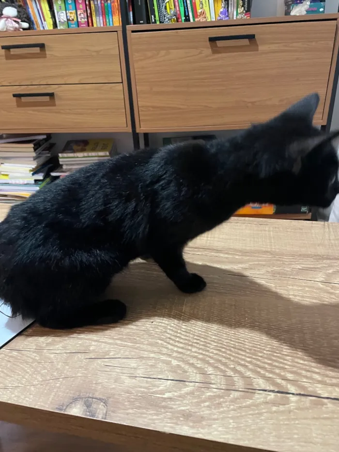 Gato raça SRD-ViraLata idade 2 a 6 meses nome Não tem