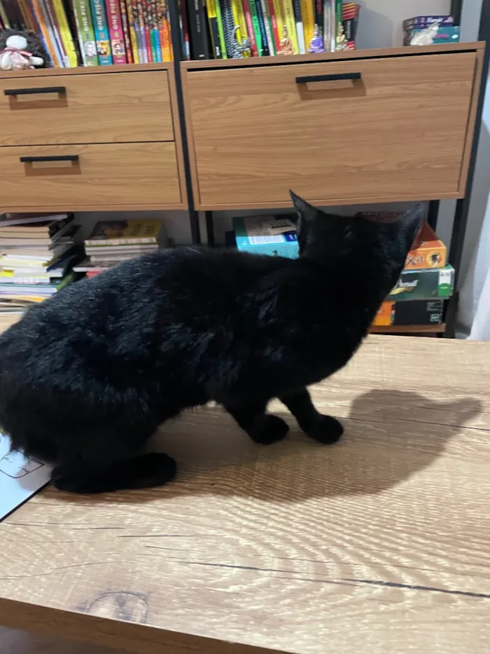 Gato raça SRD-ViraLata idade 2 a 6 meses nome Não tem