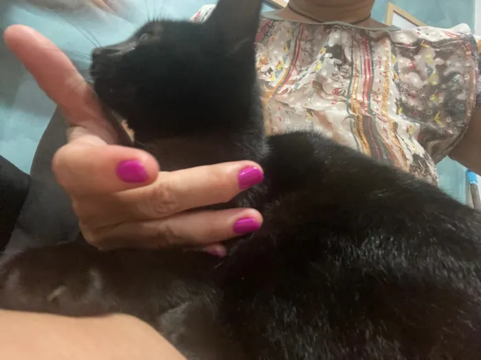Gato raça SRD-ViraLata idade 2 a 6 meses nome Não tem