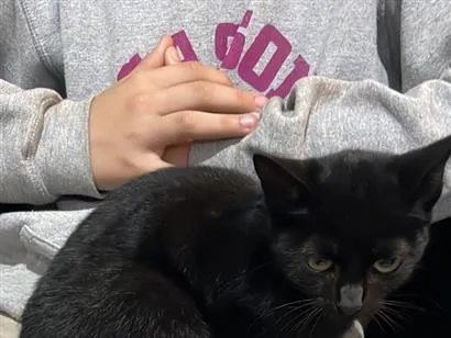 Gato raça SRD-ViraLata idade 2 a 6 meses nome Não tem