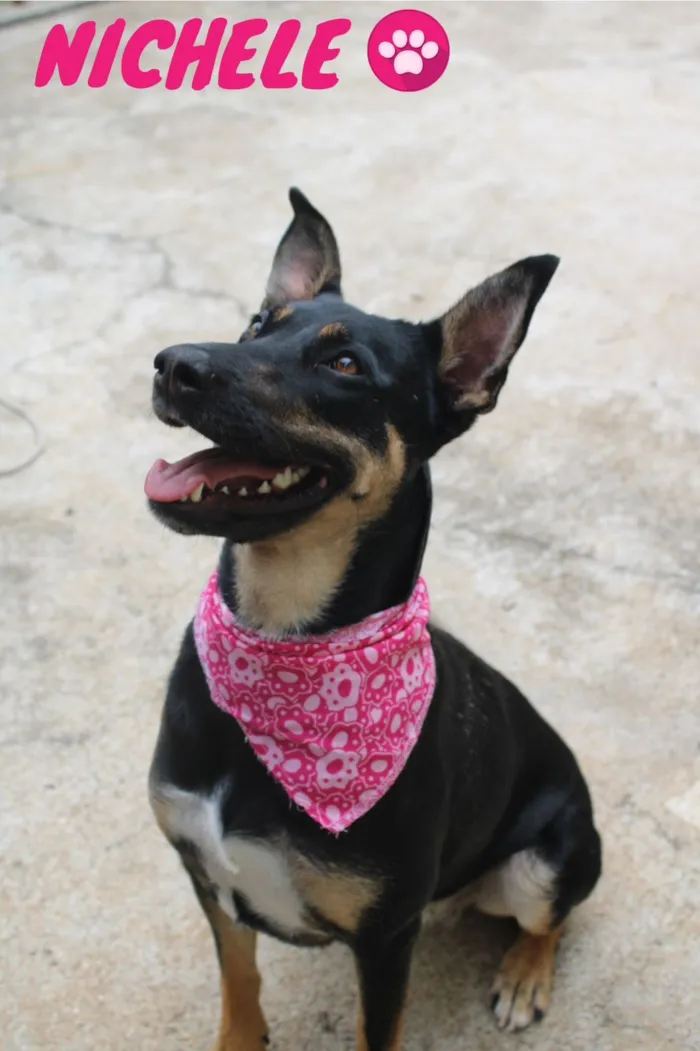 Cachorro raça SRD-ViraLata idade 2 anos nome Nichele
